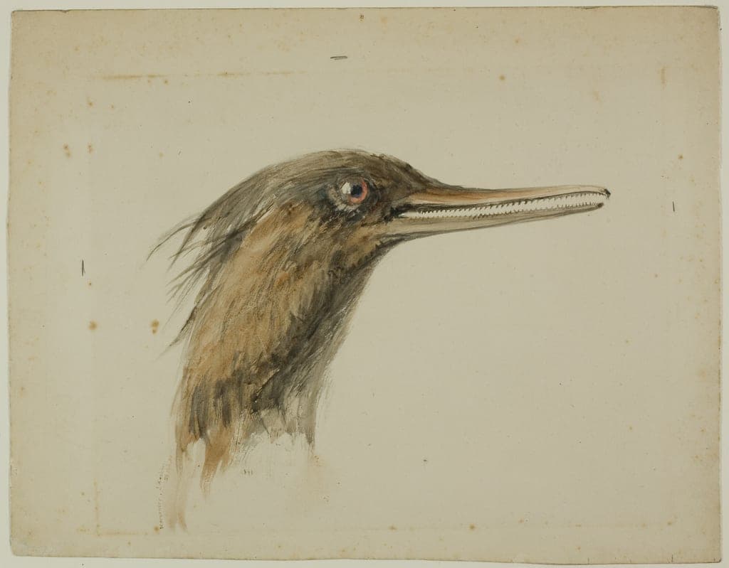 Merganser by John Ruskin
English, 1819-1900 — fine art print