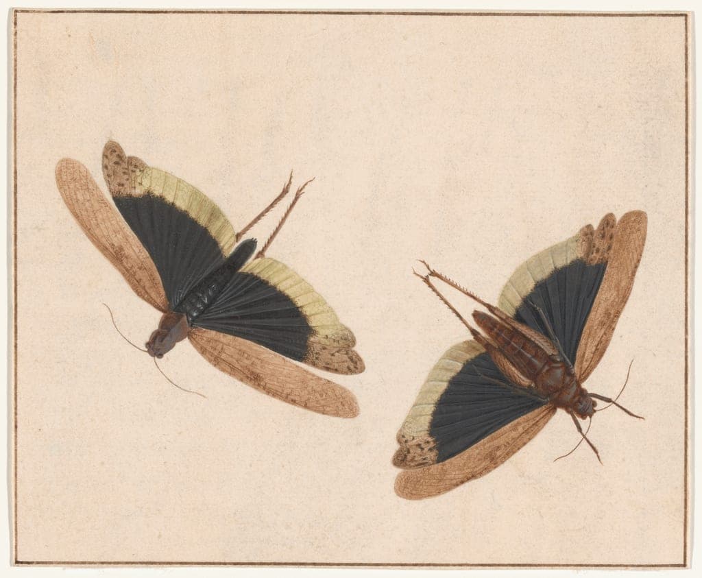 Two Grasshoppers by Herman Henstenburgh
Dutch, 1667-1726 — fine art print