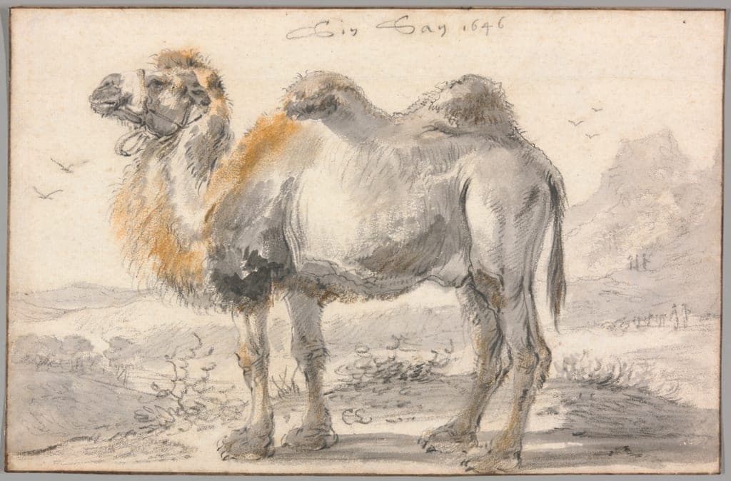 A Camel by Cornelis Saftleven
Dutch, 1607-1681 — fine art print